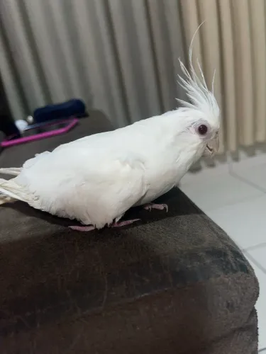 Brinquedo pelúcia 