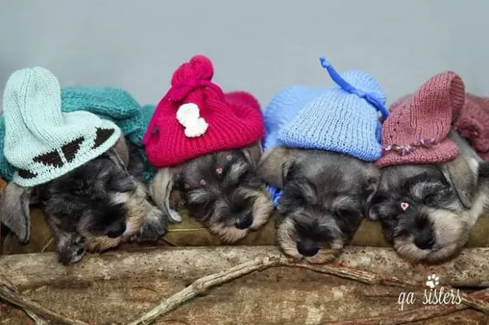 Schnauzer miniatura