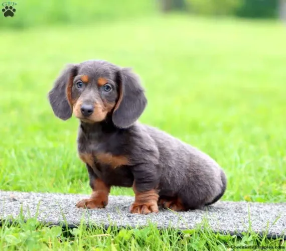 Dachshund Chocolate com pelagem maravilhosa