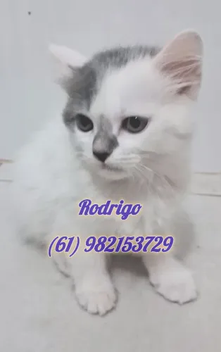 Filhote gato persa 