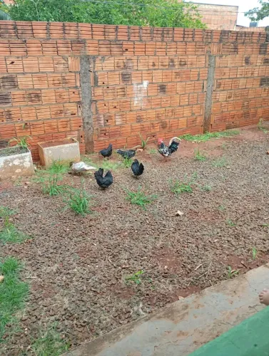 Uma galizé  e uma pata