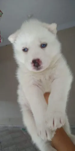 Husky filhote disponível