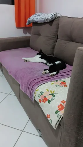 Adoção