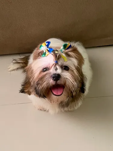 fêmea de shih tzu 