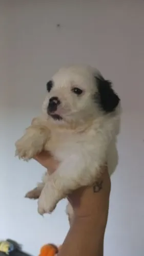 Shih tzu macho puro 