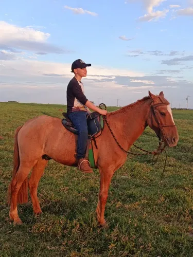 Cavalo