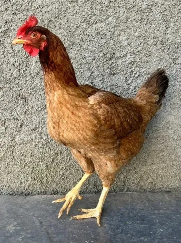 Galinha caipira