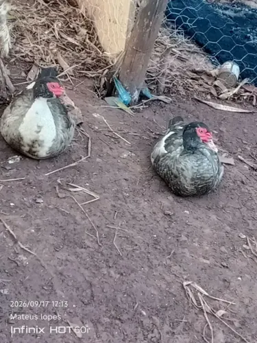Um pato e 2 patas