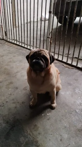 Doação pug