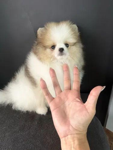 Lulu da Pomerania anão Ursinho ac cartão