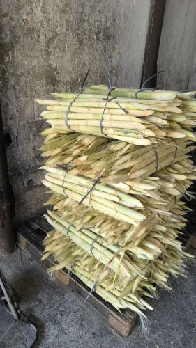  Vendo fardo de Cana de açúcar 1 fardo 50 reais 