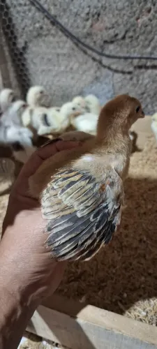 Pintinhos Caipira 