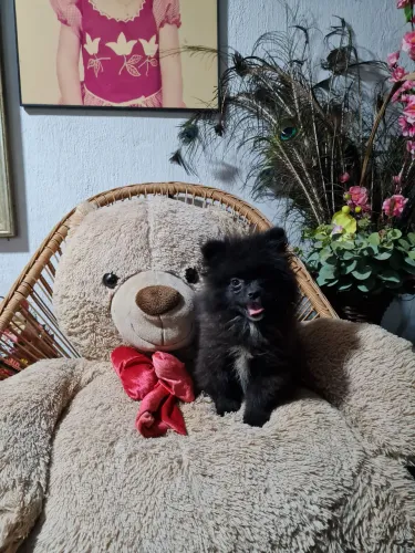 Vende-se spitz alemão 