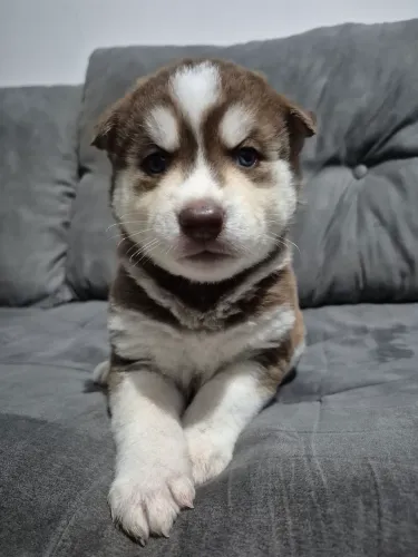 Filhote de Husky Siberiano Macho