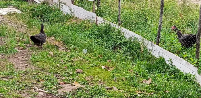 Casal 200 a pata hoje faço 70