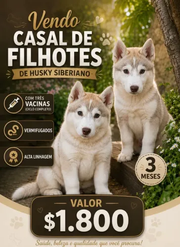 Vendo  casal de filhote de Husky Siberiano 