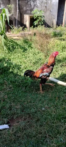 Galo e galinha de raça