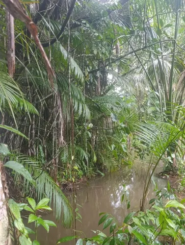 Terreno com igarapé.  Última oportunidade. 
