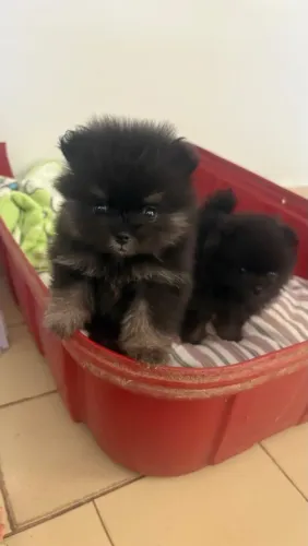 Filhote Spitz Alemão fêmea