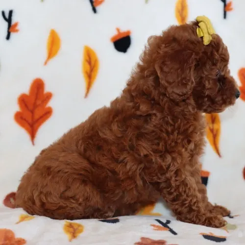 Poodle Toy Red: O toque de doçura e alegria que faltava na sua rotina.