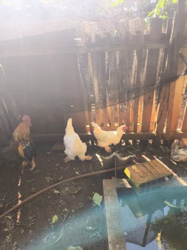 Galinhas brahma e 1 galo caipira