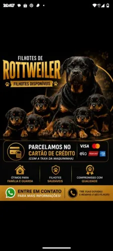 Filhotes de Rottweiler