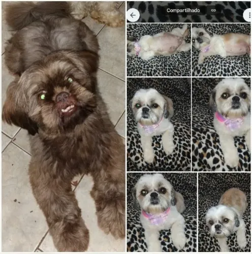 Lindos Filhotes de Shitzu