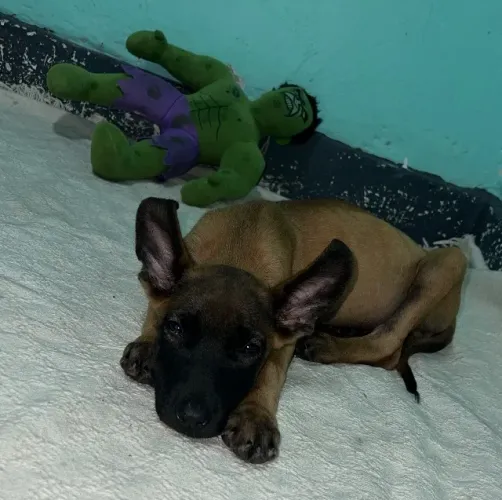 Cachorro Pastor Belga Malinois