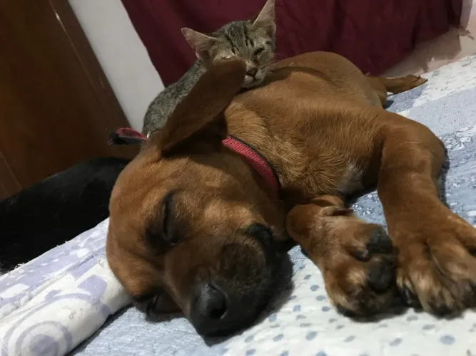 Cachorro para adoção 