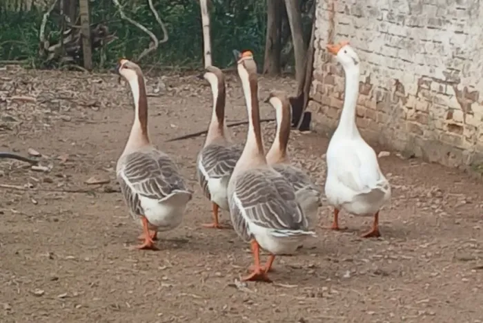 Patos e gansos