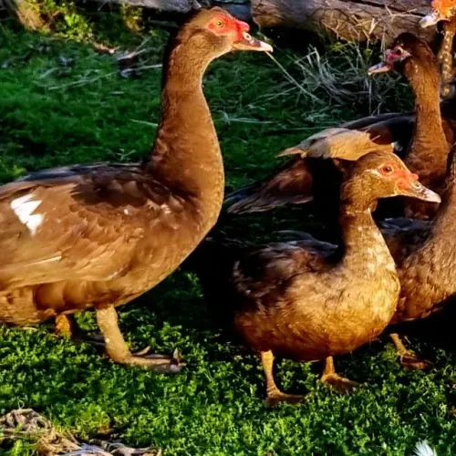 Ovos Galados de pato Chocolate e Pato Gigante Alemão