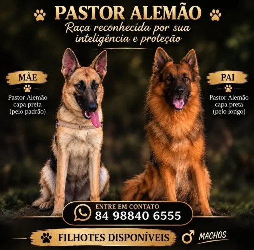 FILHOTES PASTOR ALEMÃO PELO LONGO