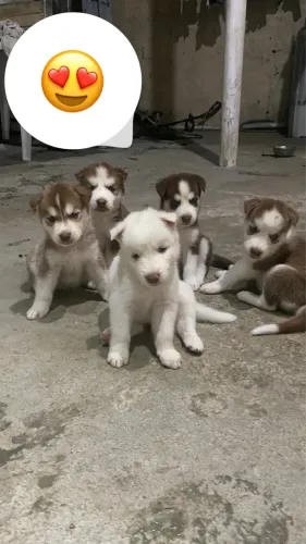 Husky siberiano 