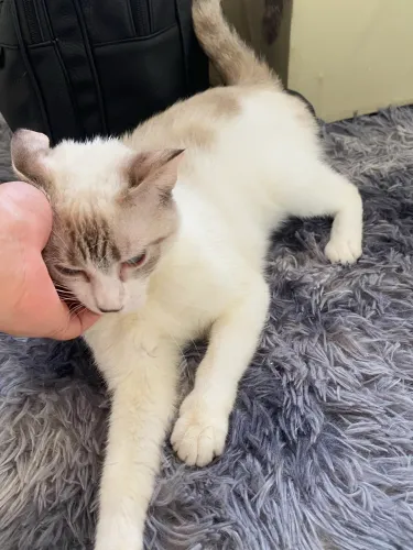 Gatinha mimada, carinhosa
