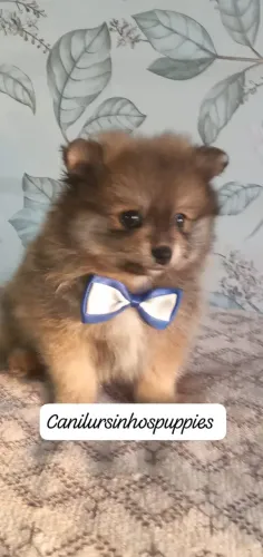 spitz alemão anão bebes a pronta entrega garanta hoje seu