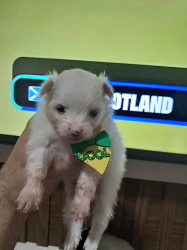 Spitz Alemão