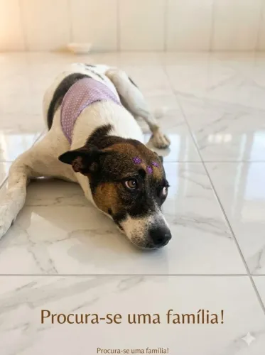 Doação Cachorrinha Linda, Dócil e Carinhosa,,?