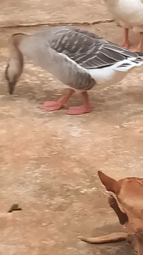 Ganso africanos