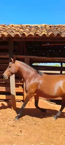 Égua Mangalarga Marchador MM