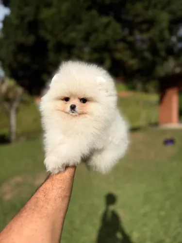 Spitz alemão anão minúsculo