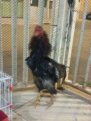 Galo da raça arrepiada
