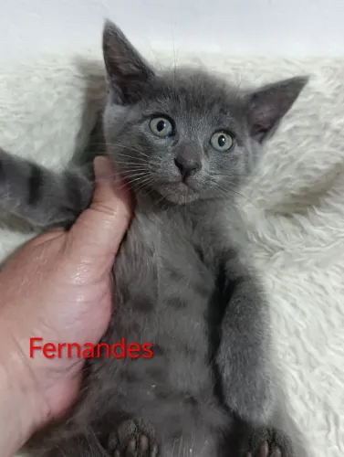 Russian Blue Filhotes 