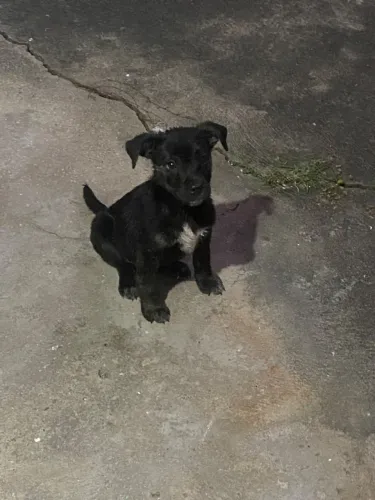 Doacao cachorro filhote