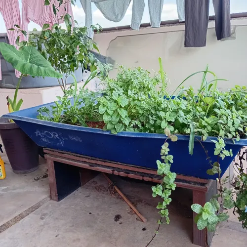 Mini horta