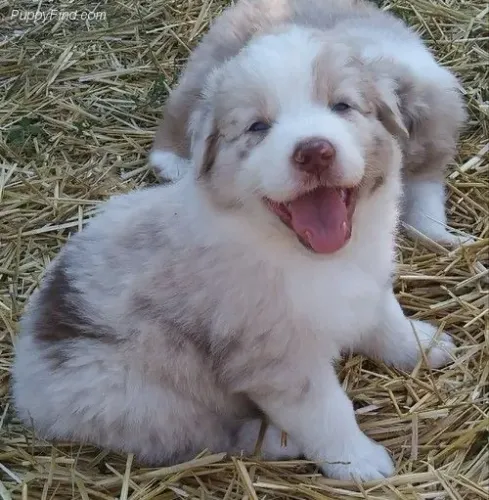 Border Collie - Um Parceiro Que Conquista Todos Os Dias 