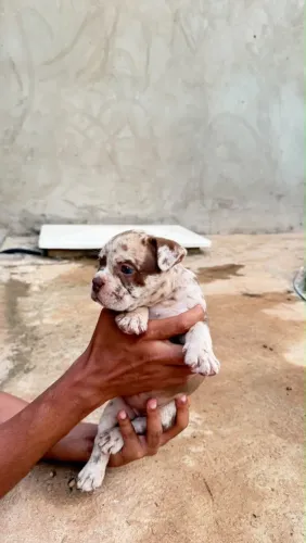 Filhotes american bully