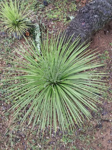 Agave Palito Grande