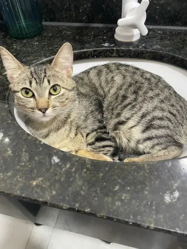Doação de gato fêmea