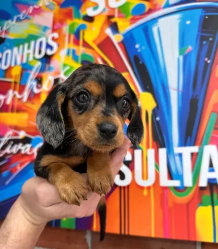 Dachshund arlequim preto com prata 