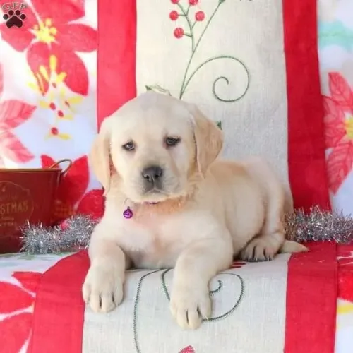 Labrador disponível hoje - leve já